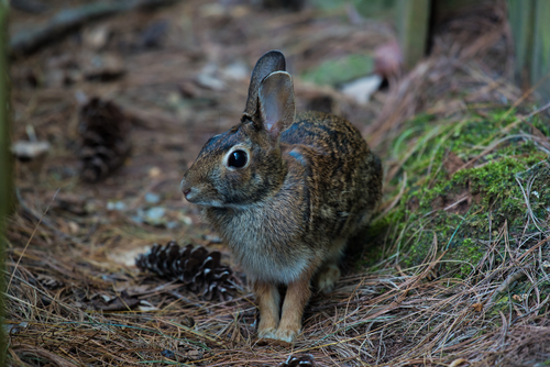 Brown hare in close-up