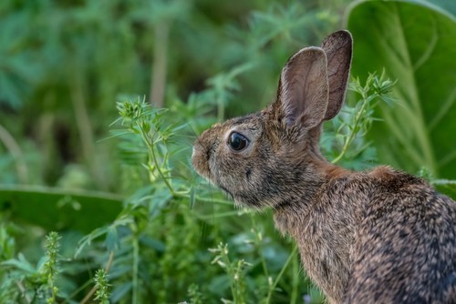 Brown rabbit in greens