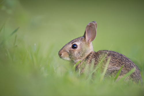 Brown rabbit in green grass