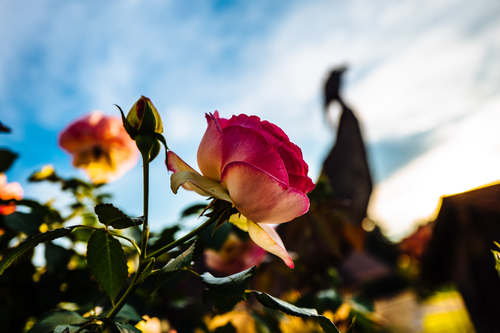 Färgglada blommade ros