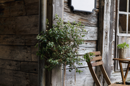 Bitki ve bir kabin önündeki sandalyeye