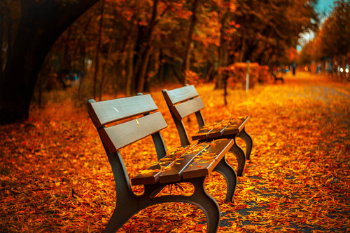 Benches in fall leaves