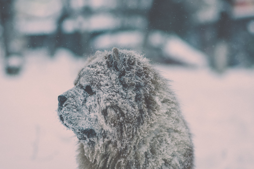 Собака, снег covered