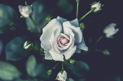 Image de rose blanche