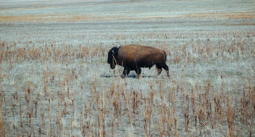 Buffalo in a dry prairie