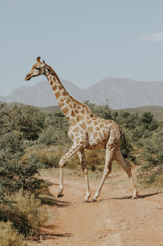 Girafa in natura