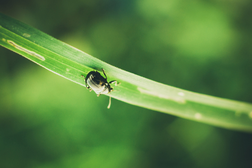 Bug op een lemmet gras