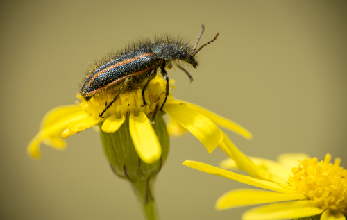 Bug en flores amarillas