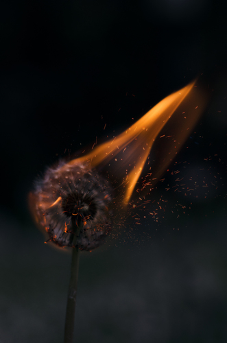 Burning dandelion