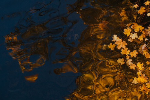 Lacul pe suprafata cu frunze galbene plutesc