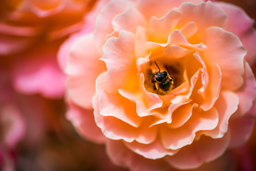 Ocupat de albine într-o floare