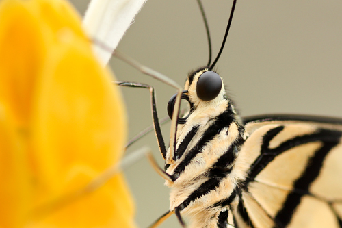 Close-up de mariposa