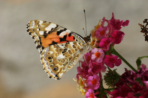 Kleurrijke vlinder op roze bloesem