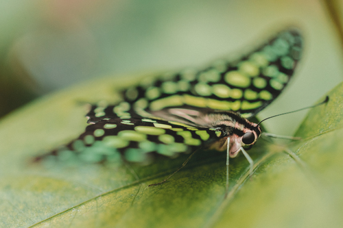 Zelený motýl na list