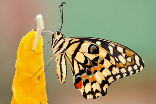Farfalla su un fiore giallo in una macro