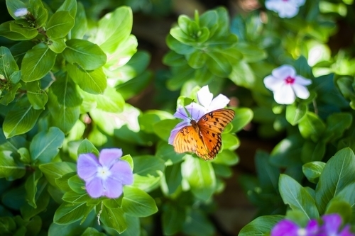 Метелик на пурпурні та сині квіти