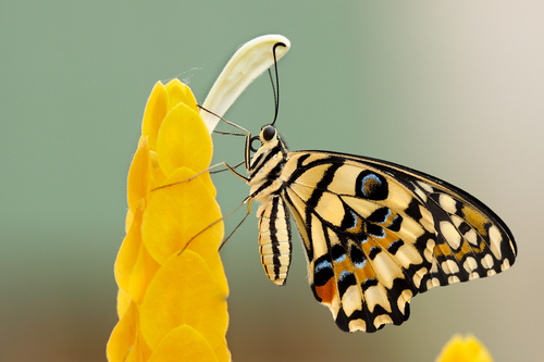 Motýl na žlutých květů