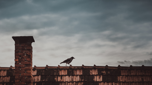 Oiseau sur le toit avec cheminée