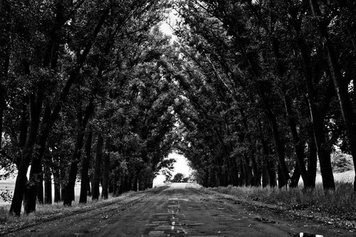 Linha estrada da árvore