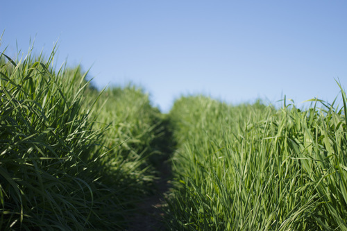 Caminho pela grama verde