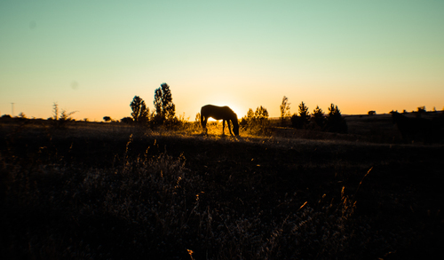 Cal în apus de soare