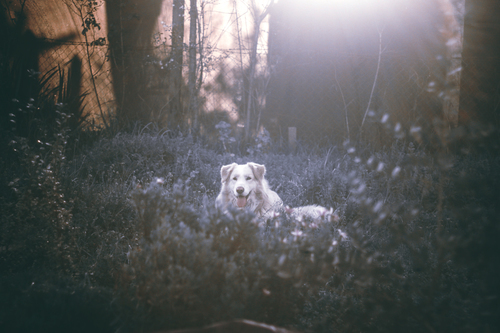 Câine în pădure