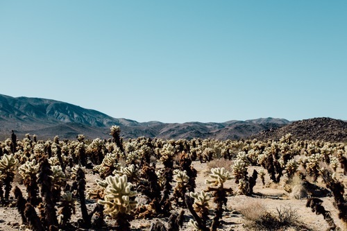 Cactus plants in the desert