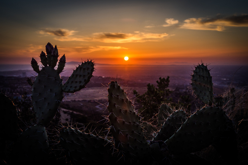 Cactus-zonsondergang