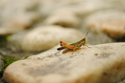 Grillo en una piedra