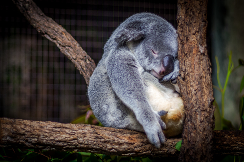 Sleeping koala bear