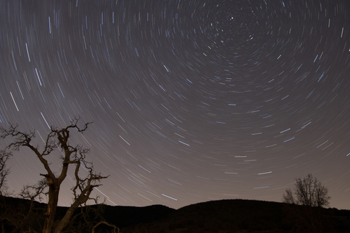 Starry sky with leafless trees