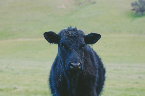 Черная корова в поле