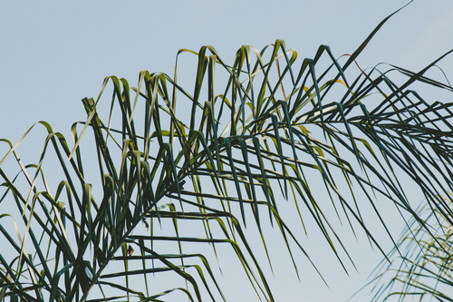 Ramo de palmeira no ar
