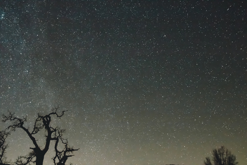 Creepy forest under starry sky