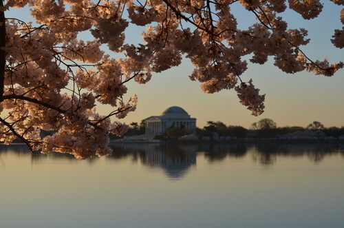 Blossom and monumental building above the water