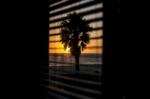 Palm through window shades