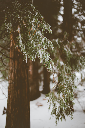 Snowy evergreen tree