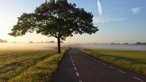 Grande albero lungo la strada