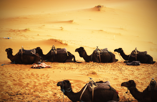 Camel pit stop