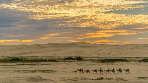 Trem de camelo no pôr do sol