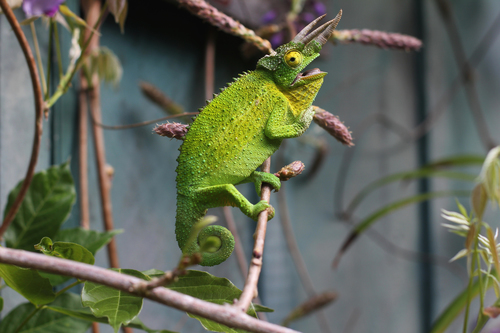 Chameleon zelený