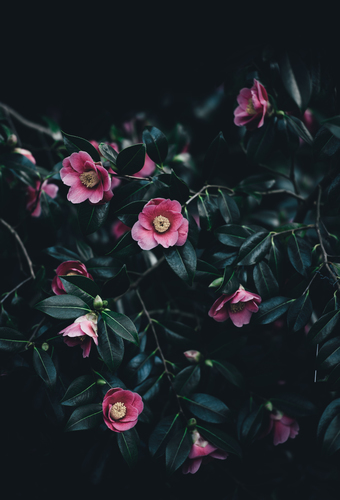 Pink camellias