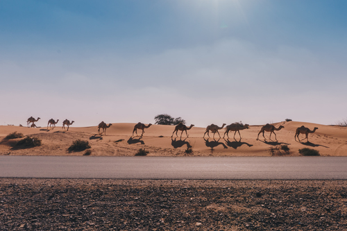 Camels walking in the sand