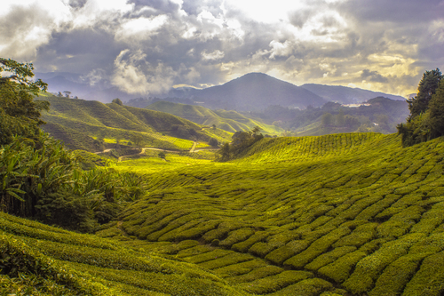 Fileds in Cameron Highlands, Malaysia