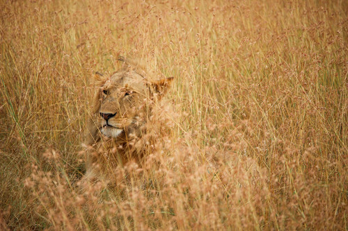 Camouflaged lioness