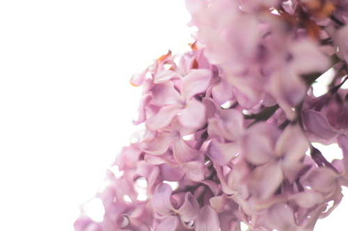 Afbeelding van de paarse bloemen