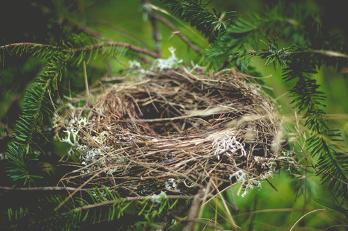 Nest in branches