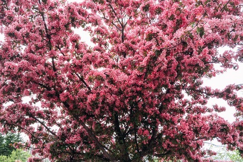 Růžový květ na stromě