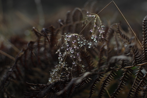 Drops on a branch