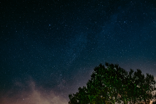 Stjärnhimmel över stora träd